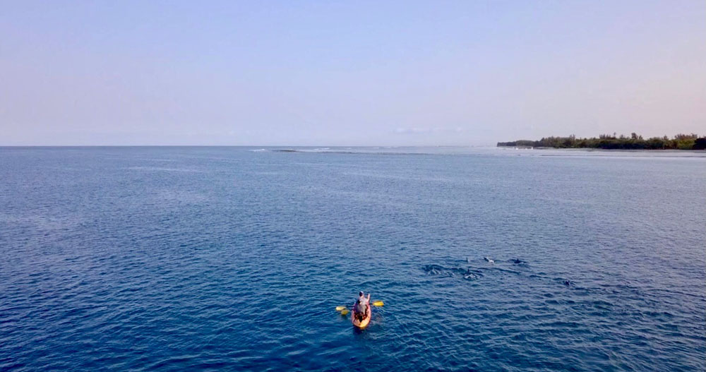 Kayaking to meet dolphins <small>in the Bay and the river of Tamarin</small>