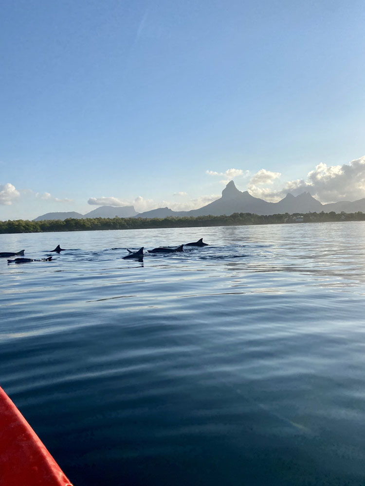 Kayaking to meet dolphins <small>in the Bay and the river of Tamarin</small>