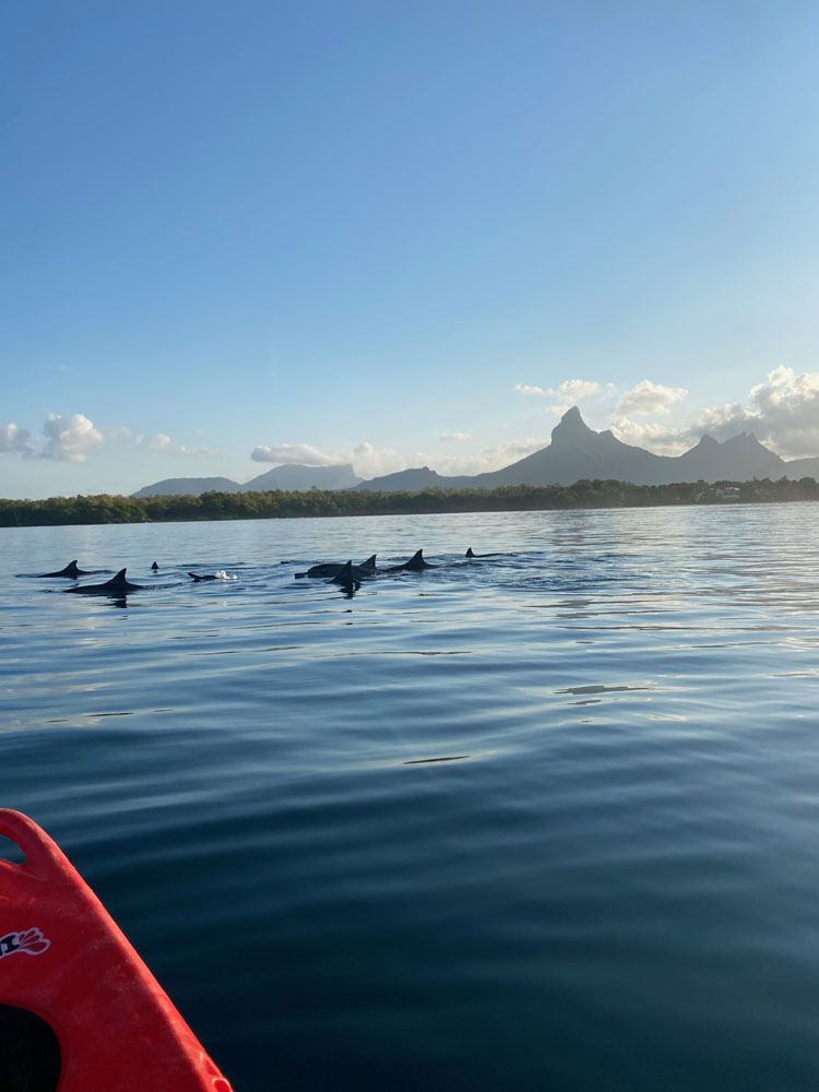 Kayak à la rencontre des dauphins <small>dans la Baie et la rivière de Tamarin</small>